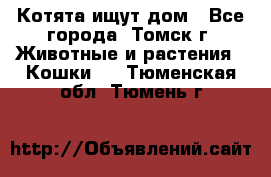 Котята ищут дом - Все города, Томск г. Животные и растения » Кошки   . Тюменская обл.,Тюмень г.